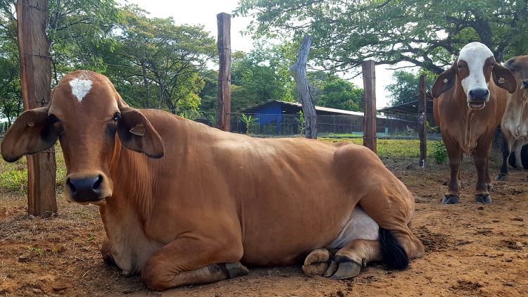 Vaquita para gusano barrenador 