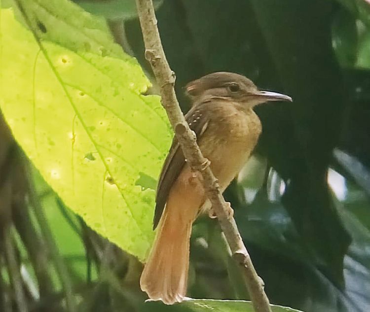 Tropical Royal Flycatcher.