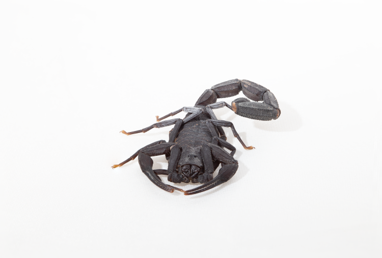 alacrán negro anti cáncer