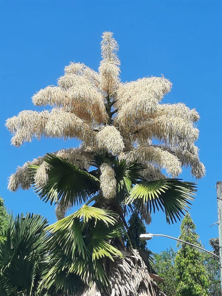 palmera talipots 