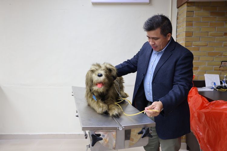 perro de mentira veterinaria