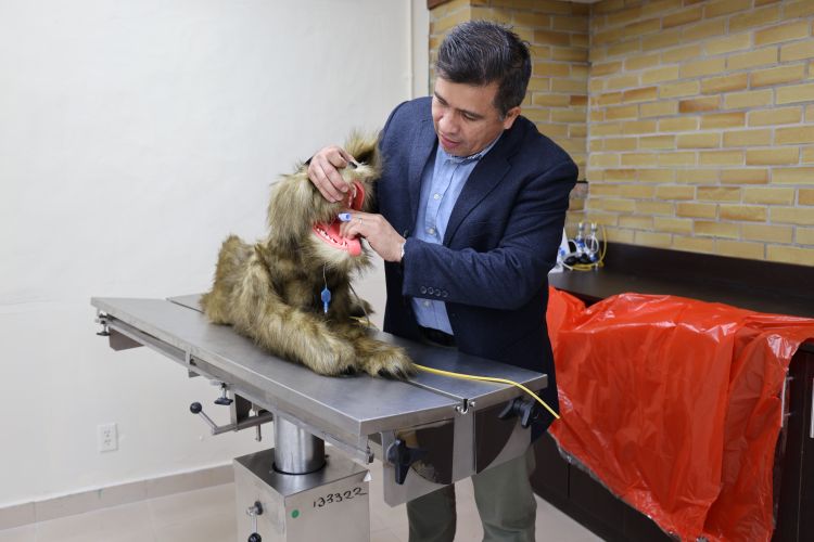 veterinaria carro simulador