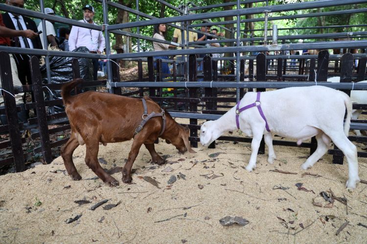 animales promega fca