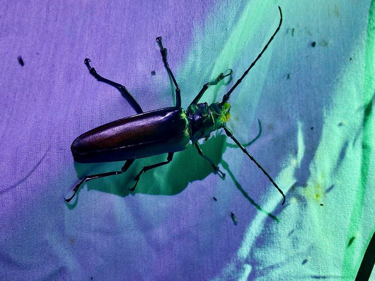 3.	Escarabajo Longicornio (Cerambycidae). 