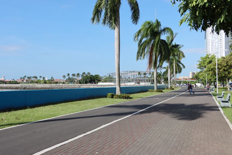 cinta costera hongos