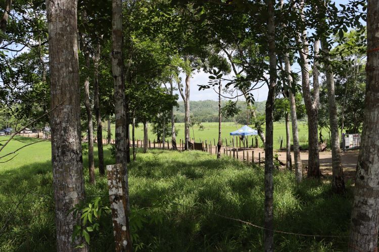 La finca ubicada en Cañita de Chepo a un cotado de la entrada principal tiene una plantación de árboles maderables. 