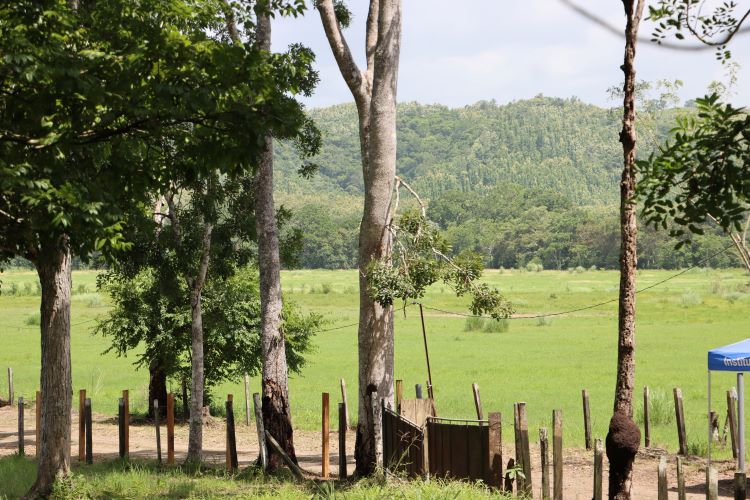 Vista panorámica de una zona boscosa de la finca. 