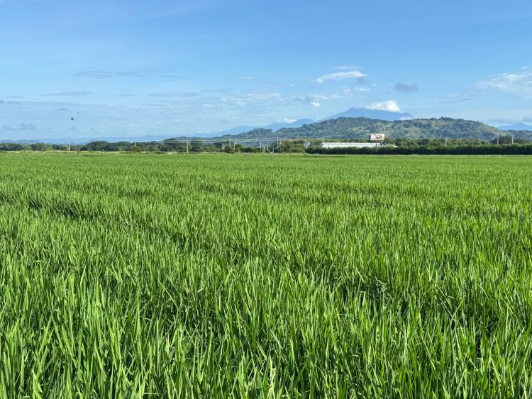 plantación de arroz en Chiriquí