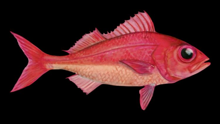 pargo rojo
