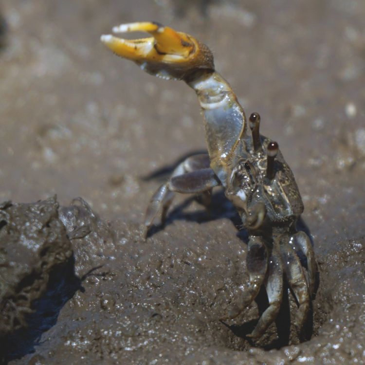 2.	Leptuca bacillopilosa – macho con tenaza mayor levantada, en postura de cortejo –. Horconcitos, provincia de Chiriquí, 2024