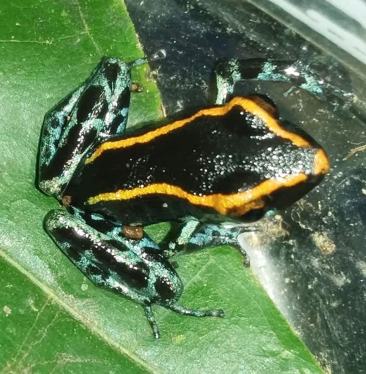 rana de lluvia de gaige 