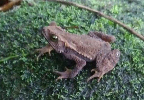 Rhinella margaritifera
