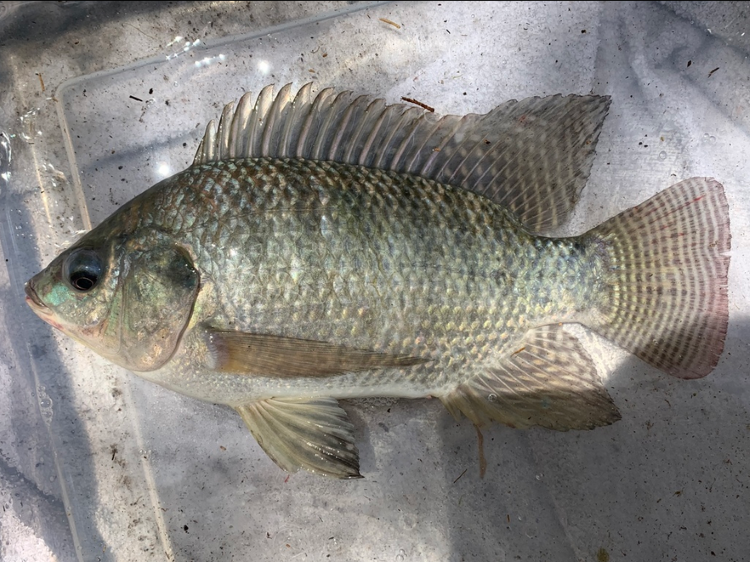 tilapia verdadera