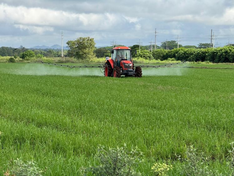 arroz fca Chiriquí