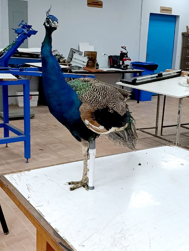 prótesis para un pavo real 
