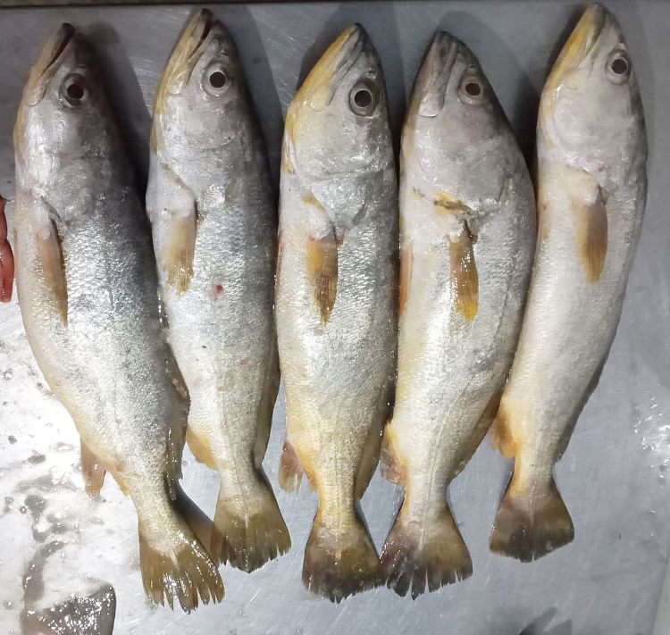 Corvinas con plasticos