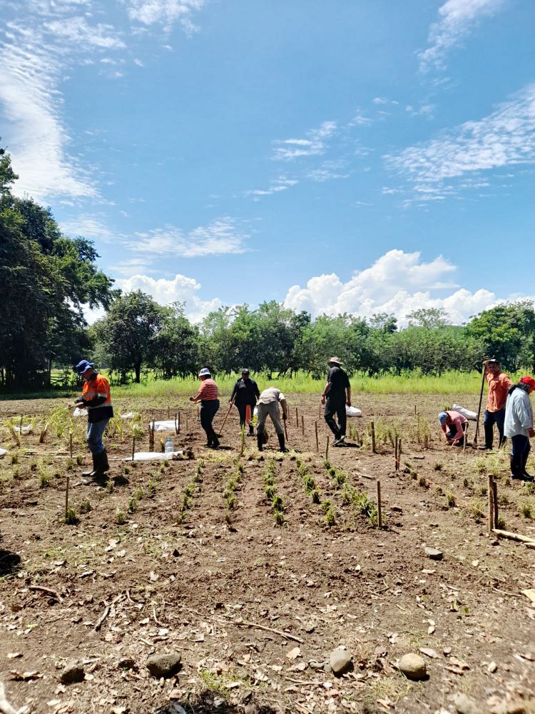 fca especies forrajeras 