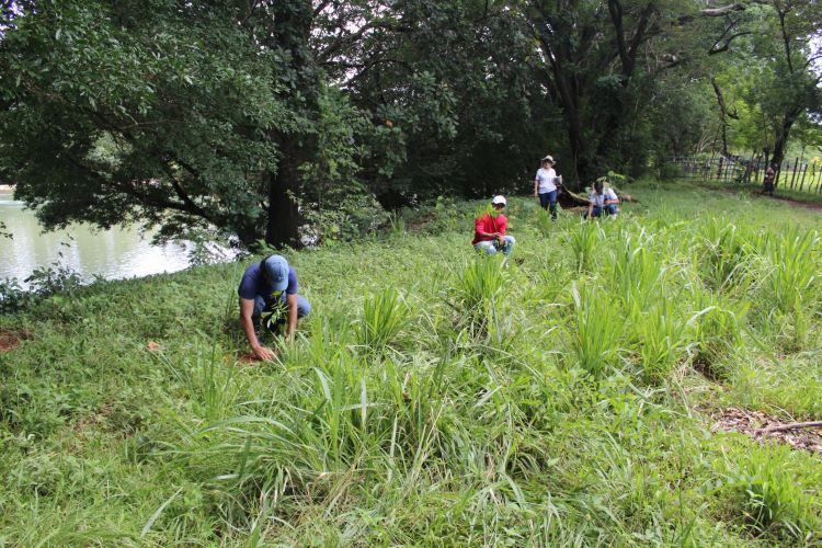 reforestacion cruv 2