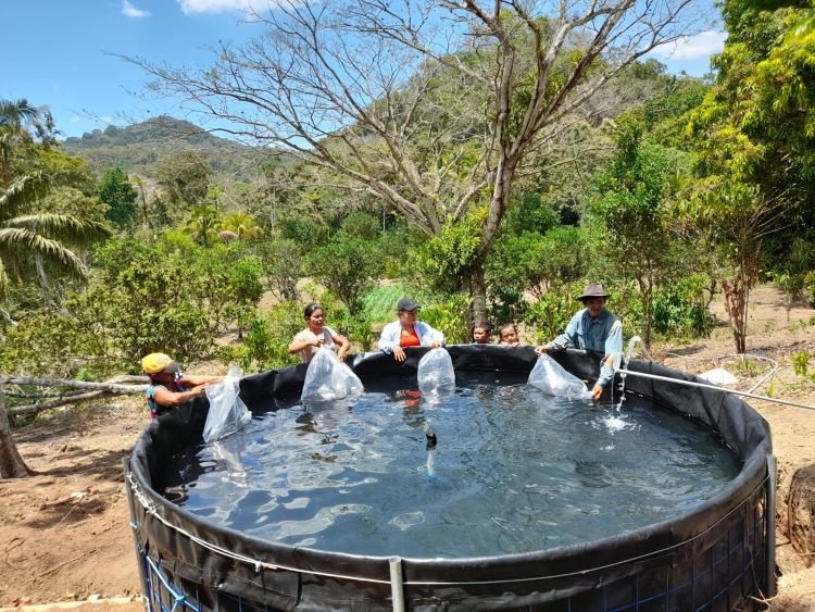 tanques de cría de tilapias 