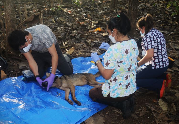 investigadores del coyote 