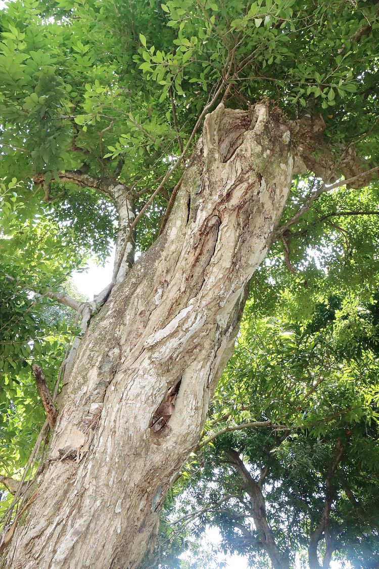 árbol enfermo 