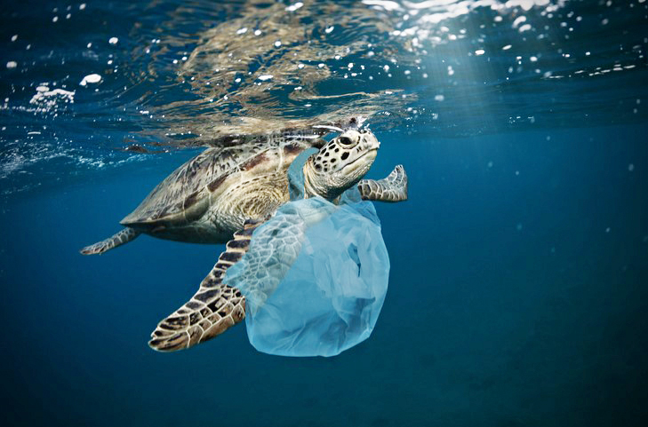 tortuga con plastico