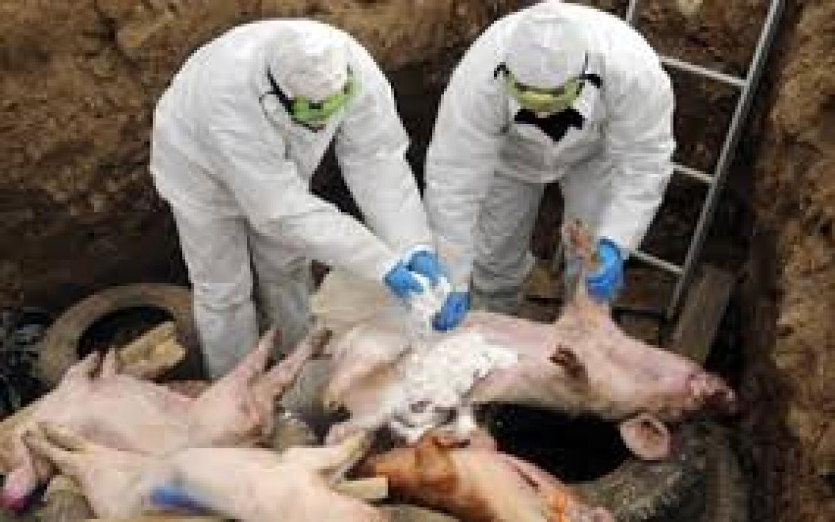 Foto Ilustrativa -gripe porcina 