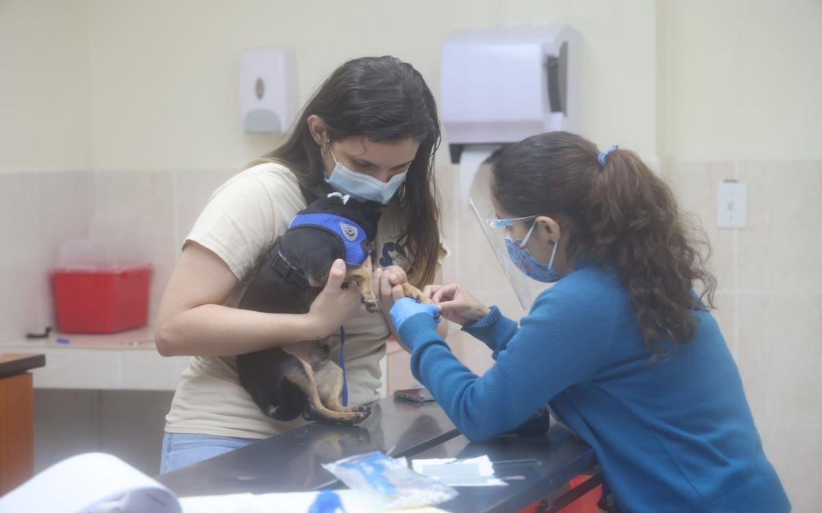 La  médico veterinario Alejandra Fuentes canaliza al canino