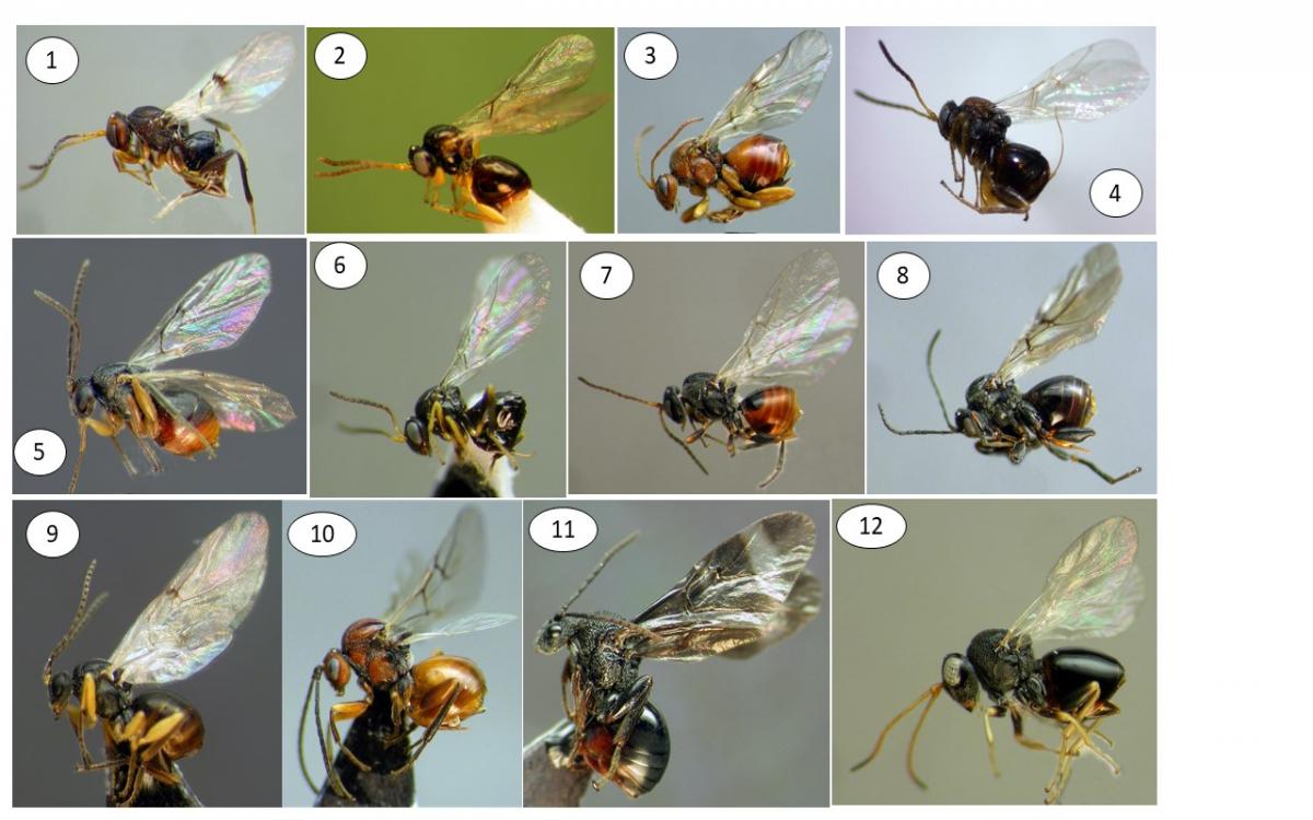 Variedades de Cynipidae