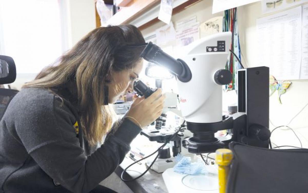 Doctora Patricia Corro, del Programa Centroamericano de Maestría en Entomología de la Universidad de Panamá.