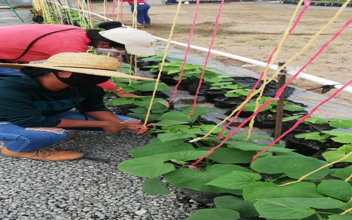 Estudiantes dentro del proyecto Casa de Cultivo observan el avance de la planta de pepino.