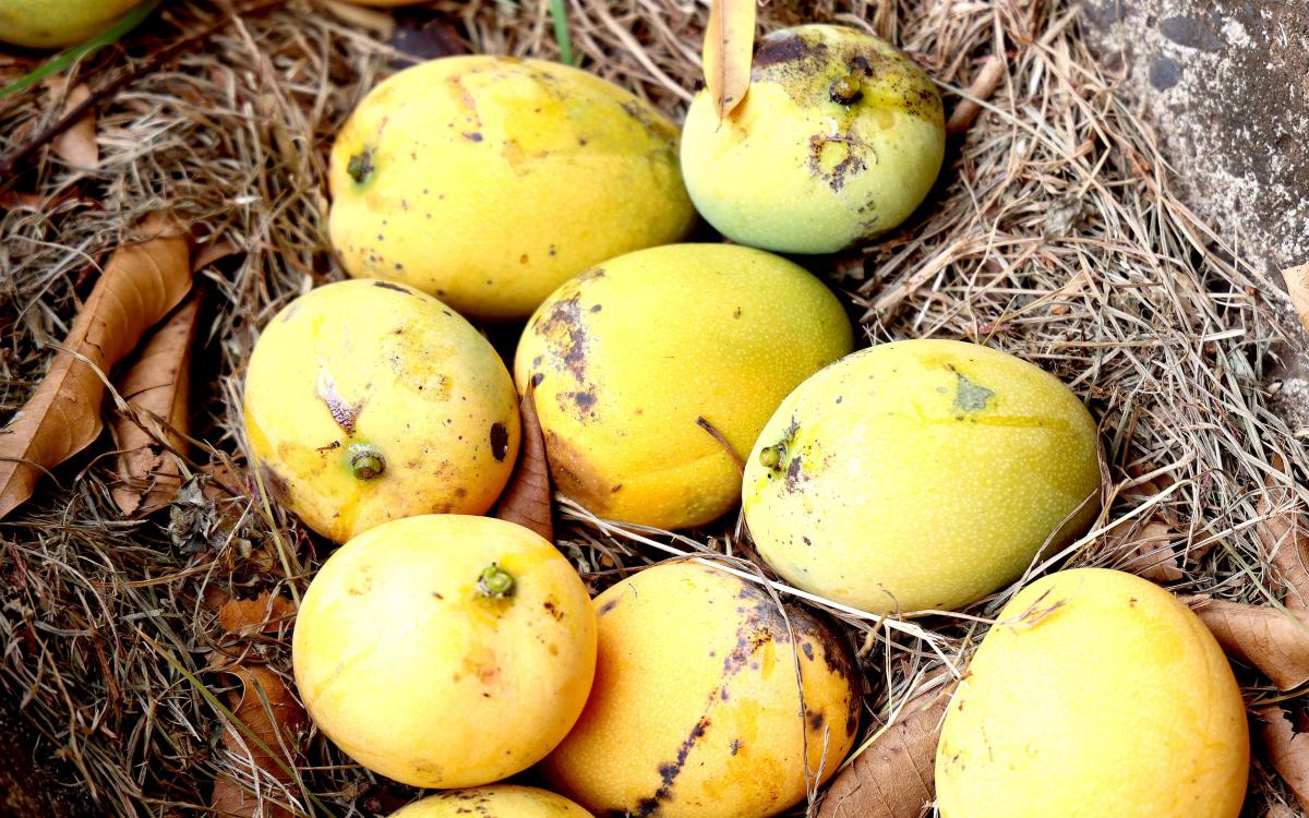 Mangos universidad de Panamá
