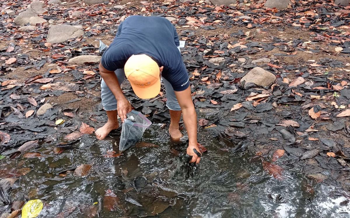 Segunda gira, recolectando hojarascas en el río Maricas de Penonomé.