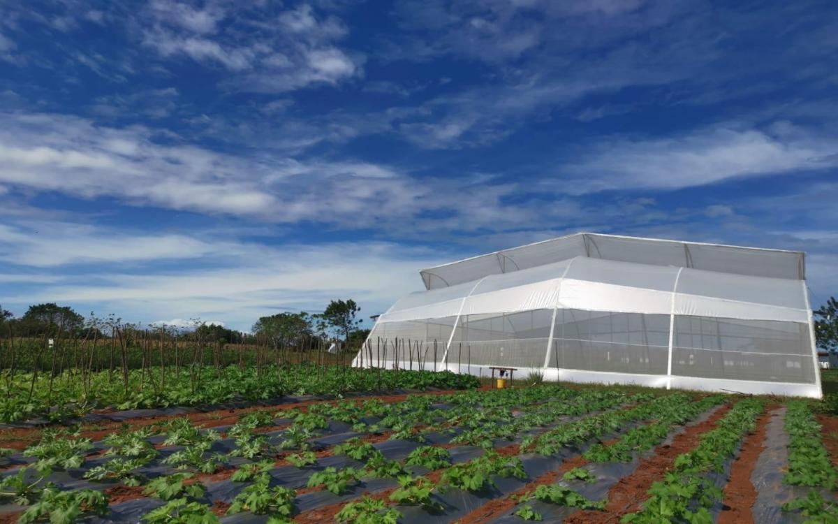 Vista general del prototipo multitunel para clima cálido. 