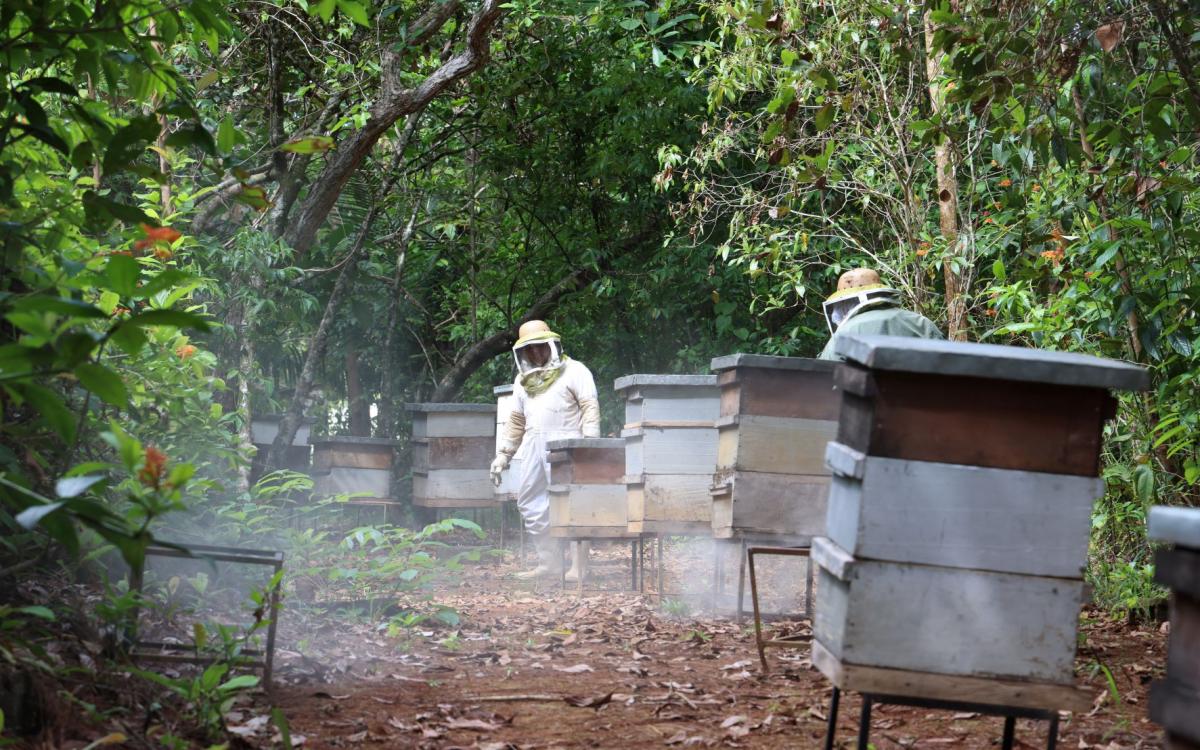 Apiario Universidad de Panamá