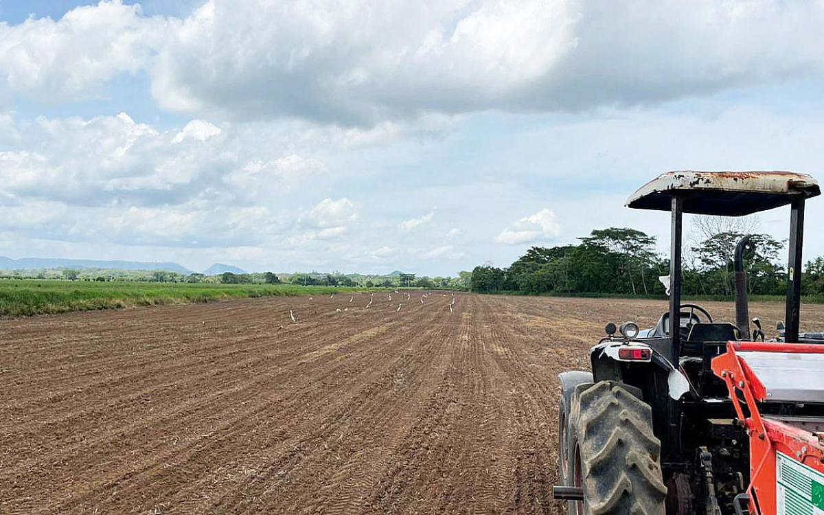 Preparación de la parcela para siembra de arroz.