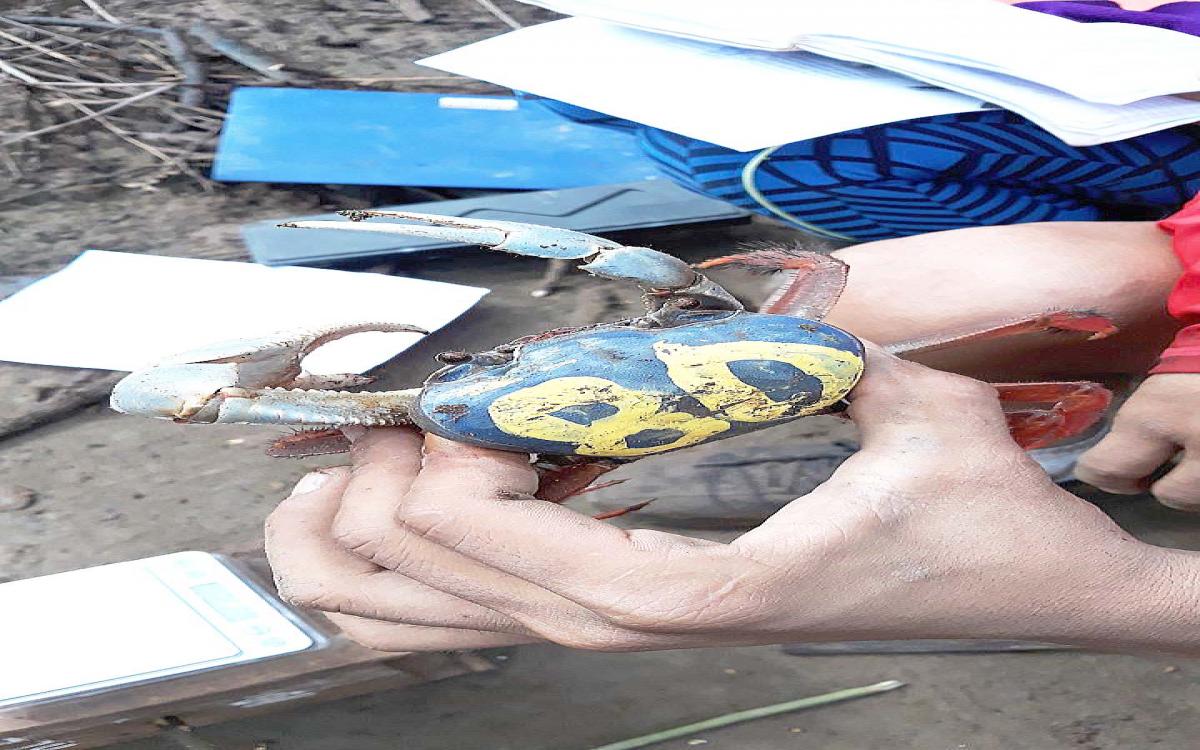 Muestra de un cangrejo azul para determinar conducta sobre los manglares.