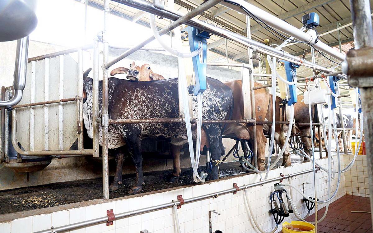 Ordeño mecánico en galera de la FCA en Chiriquí.