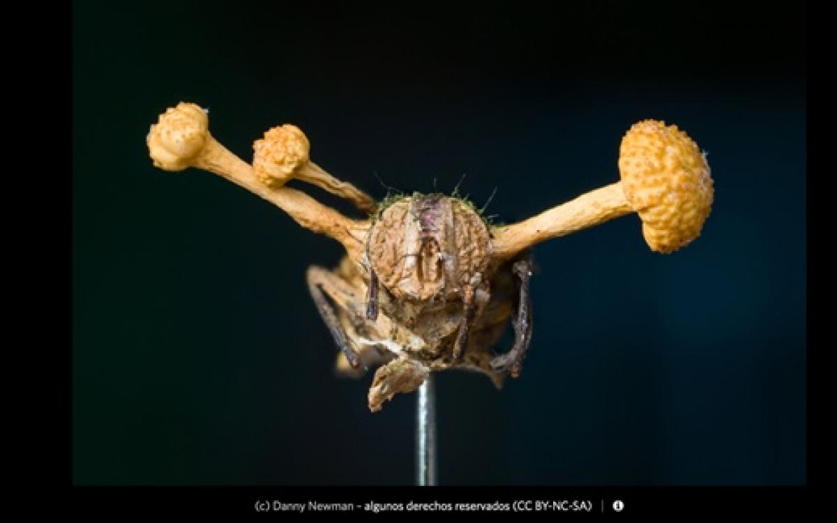 El hongo luego de crecer aproximadamente 3 semanas, libera esporas mortales. Danny Newman (CCBY-NC-SA