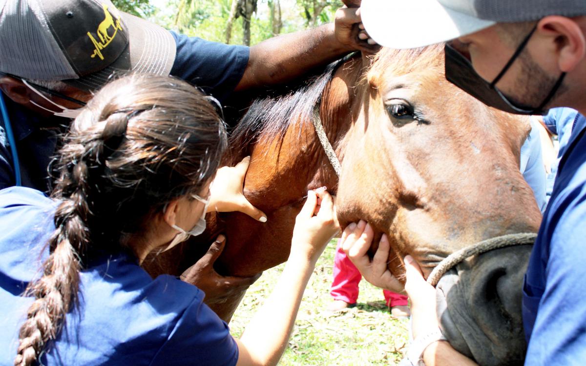 Estudiantes canalizan a una yegua para aplicar medicamento.  Foto: Dr. Alexander Pérez