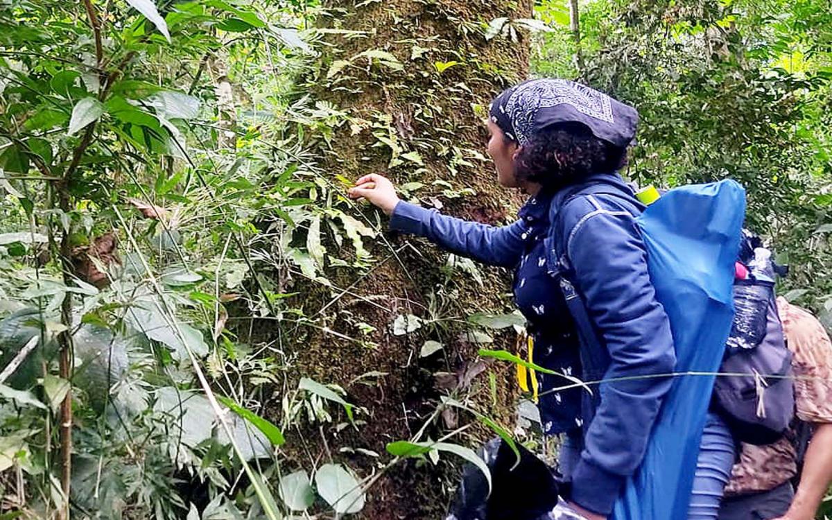 Estudiante Thania Rodríguez recolecta especies de helechos