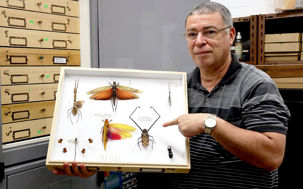 profesor Cambra muestra especímenes de insectos disecados que  reposan en la colección del Museo de Invertebrados